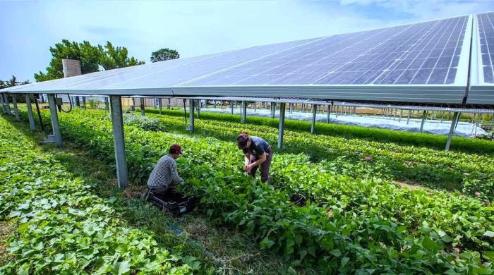 Diện tích đất xây dựng solar farm có thể kết hợp với chăn nuôi, trồng trọt